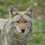 Can Coyotes Jump a 6 Foot Brick Wall in Mesa, AZ?