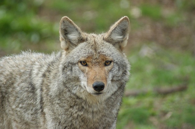 Can Coyotes Jump a 6 Foot Brick Wall in Mesa AZ?