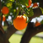 orange tree mesa AZ