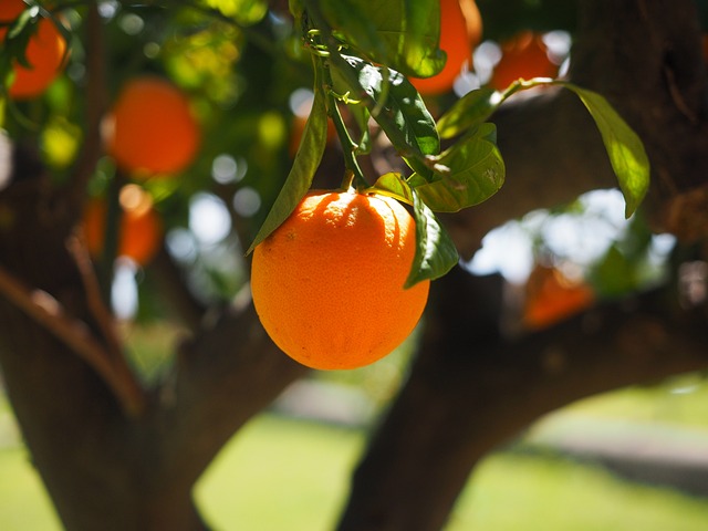 orange tree mesa AZ